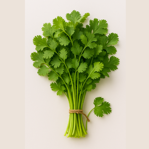 Coriander